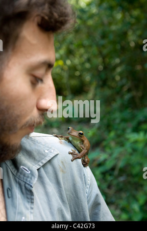 Gladiator Tree Frog ( Hypsiboas boans ) sur l'épaulement de la biologiste chercheur / Montoga / Alejandro herpétologiste Londono. Banque D'Images