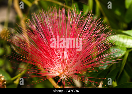 Scadoxus multiflorus Lily boule de fleurs Banque D'Images