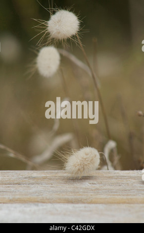 Bunny tail grass Banque D'Images