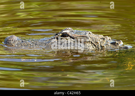 Aligator close-up à l'élevage en plein air de Gatorland Mash. Banque D'Images