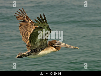 Pélican brun volant bas au-dessus de la mer Banque D'Images