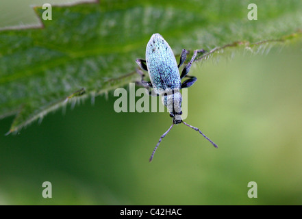 Ortie verte, Charançon Phyllobius pomaceus, Entiminae, Curculionidae, Coleoptera. Assis sur une ortie. Banque D'Images