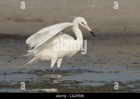 La phase blanche Aigrette rouge Banque D'Images