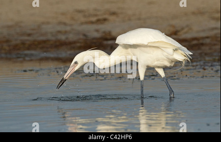 Pêche blanche Aigrette rouge Banque D'Images