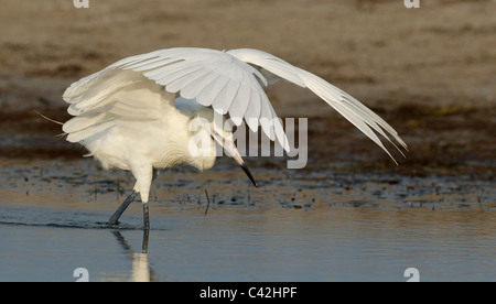 La phase blanche Aigrette rougeâtre lumière blindage, lagon Estero Florida USA. Banque D'Images