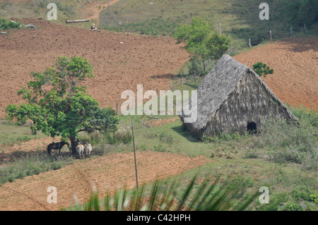 Un tabac cubain traditionnel séchage et réticulation maison ou grange, utilisée dans la production de cigares. Pinar del rio, Cuba. Banque D'Images