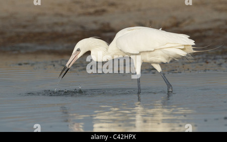 Aigrette blanc rougeâtre 'phase' prendre du poisson Banque D'Images