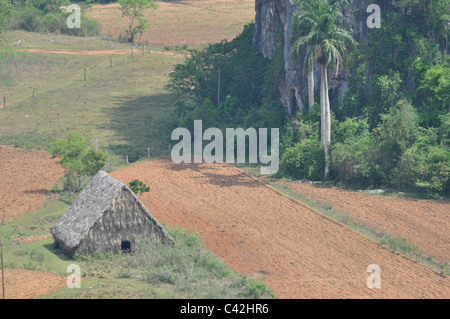 Un tabac cubain traditionnel séchage et réticulation maison ou grange, utilisée dans la production de cigares. Pinar del rio, Cuba. Banque D'Images