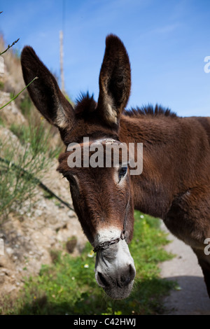 Âne à gauche sur une route dans la province de La Canée, Crète. Banque D'Images