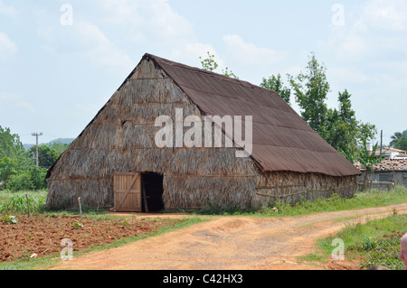 Un tabac cubain traditionnel de séchage et la tenue maison, hutte ou grange, utilisée dans la production de cigares. Pinar del rio, Cuba. Banque D'Images