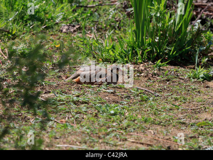 La Perdrix, à pattes rouges Alectoris rufa Banque D'Images