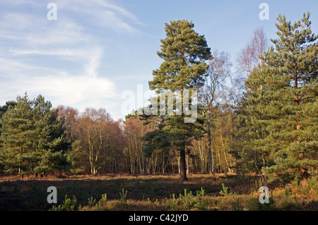 Sutton Heath, Suffolk, Angleterre. Banque D'Images