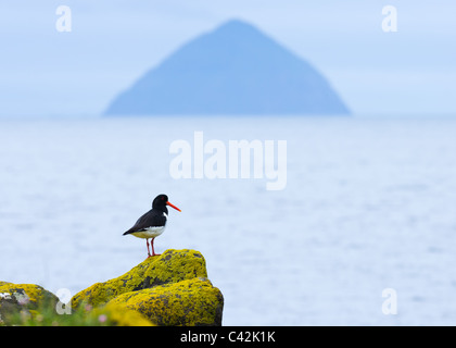 Huîtrier pie et d''Ailsa Craig Banque D'Images