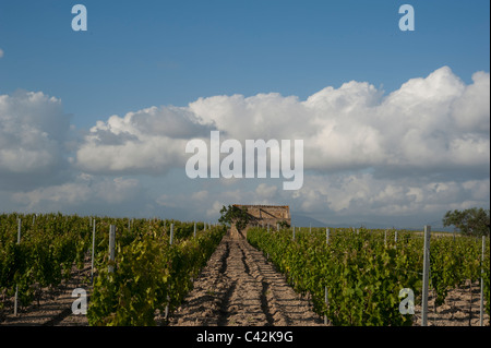 Vignes près de Mazara, l'ouest de la Sicile, Italie Banque D'Images