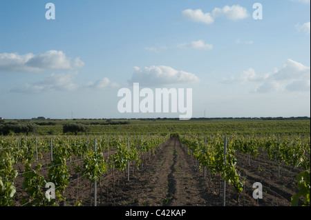 Vignes près de Mazara, l'ouest de la Sicile, Italie Banque D'Images