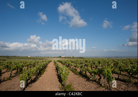 Vignes près de Mazara, l'ouest de la Sicile, Italie Banque D'Images