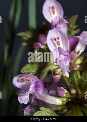 Lamium maculatum, repéré deadnettle vertical, portrait de fleurs roses avec de belles hors focale arrière-plan. Banque D'Images