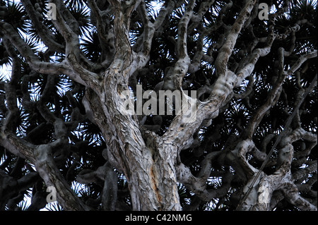 L'arbre dragon, Icod de los Vinos, à Ténérife, aux Îles Canaries Banque D'Images