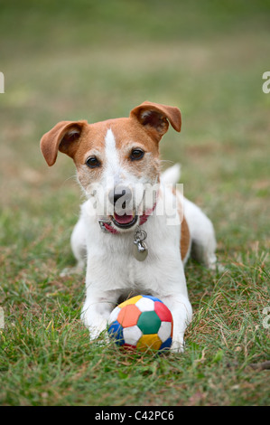 Parson Jack Russell Terrier en jouant avec une boule sur l'herbe Banque D'Images