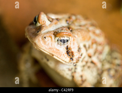 Closeup détail nord-américain de crapaud de Fowler (Anaxyrus fowleri) - Virginia USA Banque D'Images