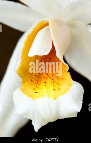 Coelogyne Lindl Orchid DOF peu profondes Banque D'Images