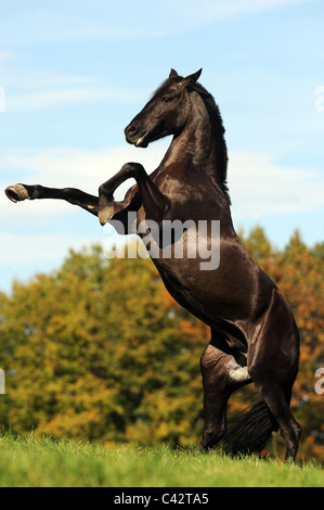 Cheval domestique (Equus caballus), mix entre Arabian et Barb. Élevage hongre noir. L'Allemagne. Banque D'Images