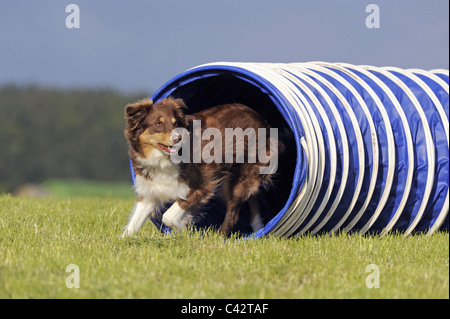 Berger Australien (Canis lupus familiaris) dans un tunnel sur un parcours à obstacles. L'Allemagne. Banque D'Images