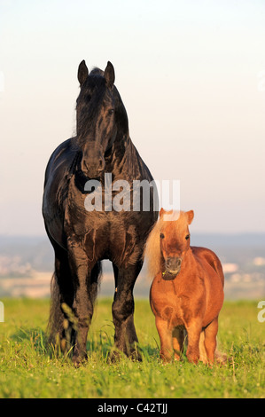 Cheval frison (Equus ferus caballus). Avec son ami étalon, un poney Shetland Miniature. L'Allemagne. Banque D'Images