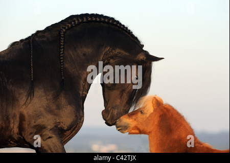 Cheval frison (Equus ferus caballus). L'inhalation d'étalon à son ami, un poney Shetland Miniature. L'Allemagne. Banque D'Images