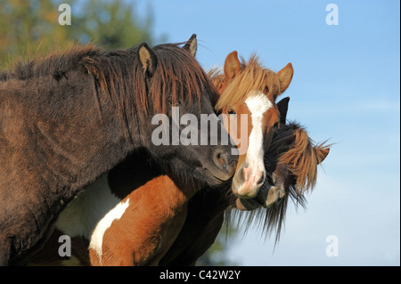 Cheval islandais (Equus ferus caballus). Trois jeunes étalons à l'inhalation de l'autre. L'Allemagne. Banque D'Images