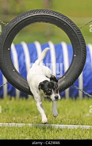 Jack Russell Terrier (Canis lupus familiaris) sautant d'un pneu sur une course d'obstacles. L'Allemagne. Banque D'Images