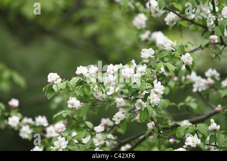 La floraison des branches d'arbres pommetier Banque D'Images