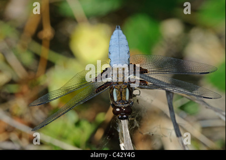 À corps large Chaser (Libellula depressa), homme Banque D'Images
