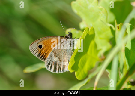 Petit Heath (Coenonympha pamphilus), dessous féminins Banque D'Images