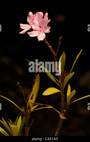 Fleur rose de l'Oleander plante, dans le domaine de Cala Gonone, Méditerranée, Sardaigne, Italie, Europe Banque D'Images