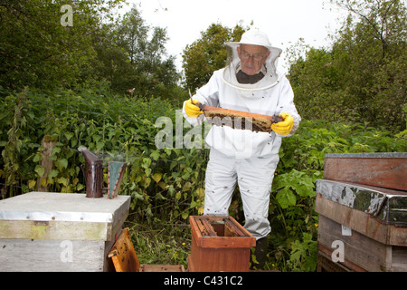 L'inspection d'un peigne. Cours d'apiculture à Monkton Wylde, Dorset. Chef de cours est David Wiscombe. Banque D'Images