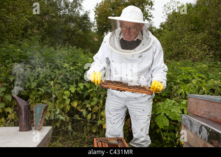 L'inspection d'un peigne. Cours d'apiculture à Monkton Wylde, Dorset. Chef de cours est David Wiscombe. Banque D'Images