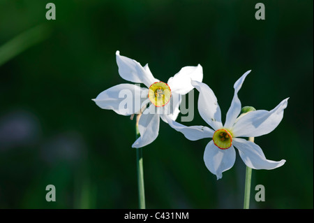 Le poète (Pheasant's-eye) Narcisse (Narcissus poeticus) Banque D'Images