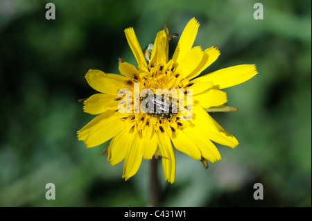 Barbe (Tragodpogon pratensis) Banque D'Images