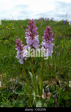 Heath Spotted Orchid (Dactylorhiza maculata), groupe de trois Banque D'Images