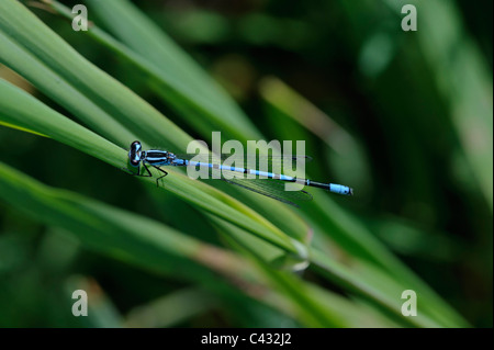 Demoiselle d'Azur (Coenagrion puella), homme Banque D'Images