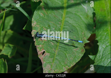 Demoiselle d'Azur (Coenagrion puella), homme Banque D'Images