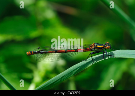 Large Red Libellule Pyrrhosoma nymphula (melanotum), Femme Banque D'Images