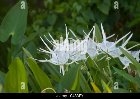 Spider lily plantes à fleurs à Wakulla Springs State Park près de Tallahassee en Floride. Banque D'Images