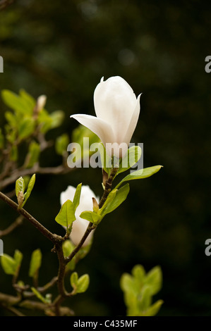 Magnolia x soulangeana 'Alba Superba' en fleurs Banque D'Images