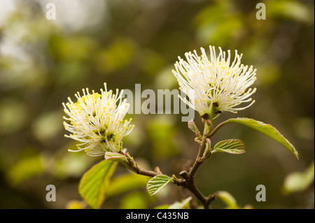 Fothergilla major, aulne, sorcière en fleur Banque D'Images