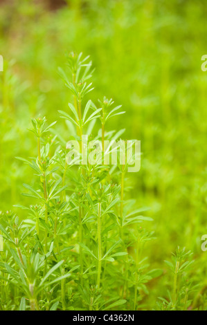 Le gaillet gratteron Galium aparine, Banque D'Images