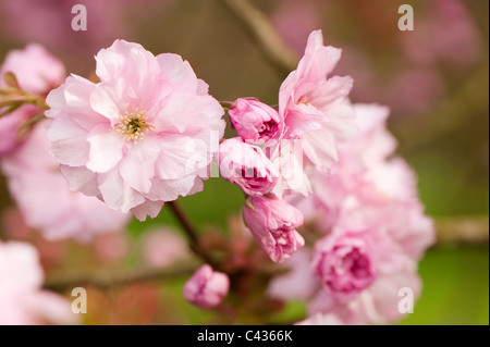 Prunus serrulata 'Kanzan' en fleurs Banque D'Images