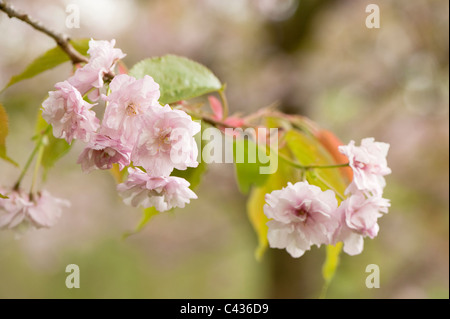Prunus serrulata 'Imose' en fleurs Banque D'Images