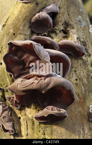 Jelly champignon d'oreille, Auricularia auricula-judae Banque D'Images